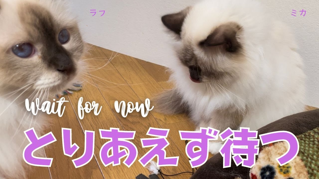 順番に遊ぶバーマン猫【とりあえず待つ】Wait for now（バーマン猫）Birman/Cat