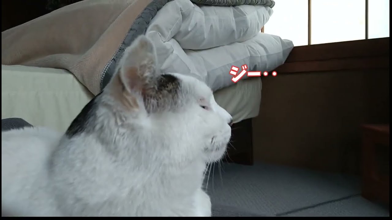 【さんぽねこのゆきちゃん】あなたはやっぱり、前世は人間だったんだね。どちらのお姫様だったのだろう？ │熱海│伊豆│日本猫│記憶の中にはチャールダッシュが刻まれているのだろう│ジャパニーズ・ボブテイル