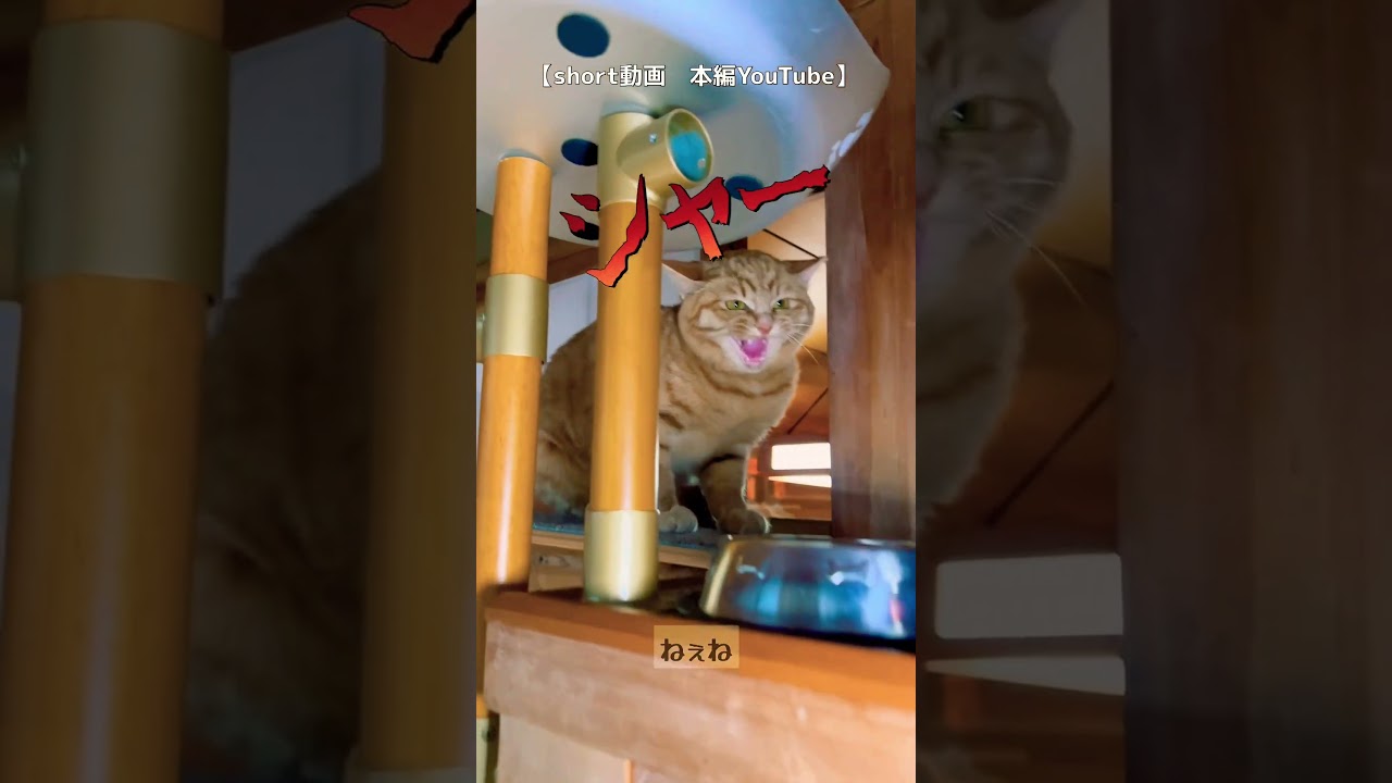 ノラ猫ねぇね　悲しい片思い…
