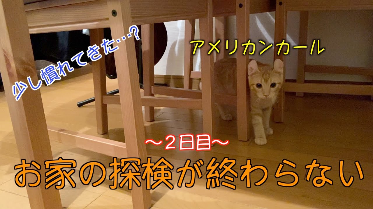 アメリカンカールとの同居２日目。
