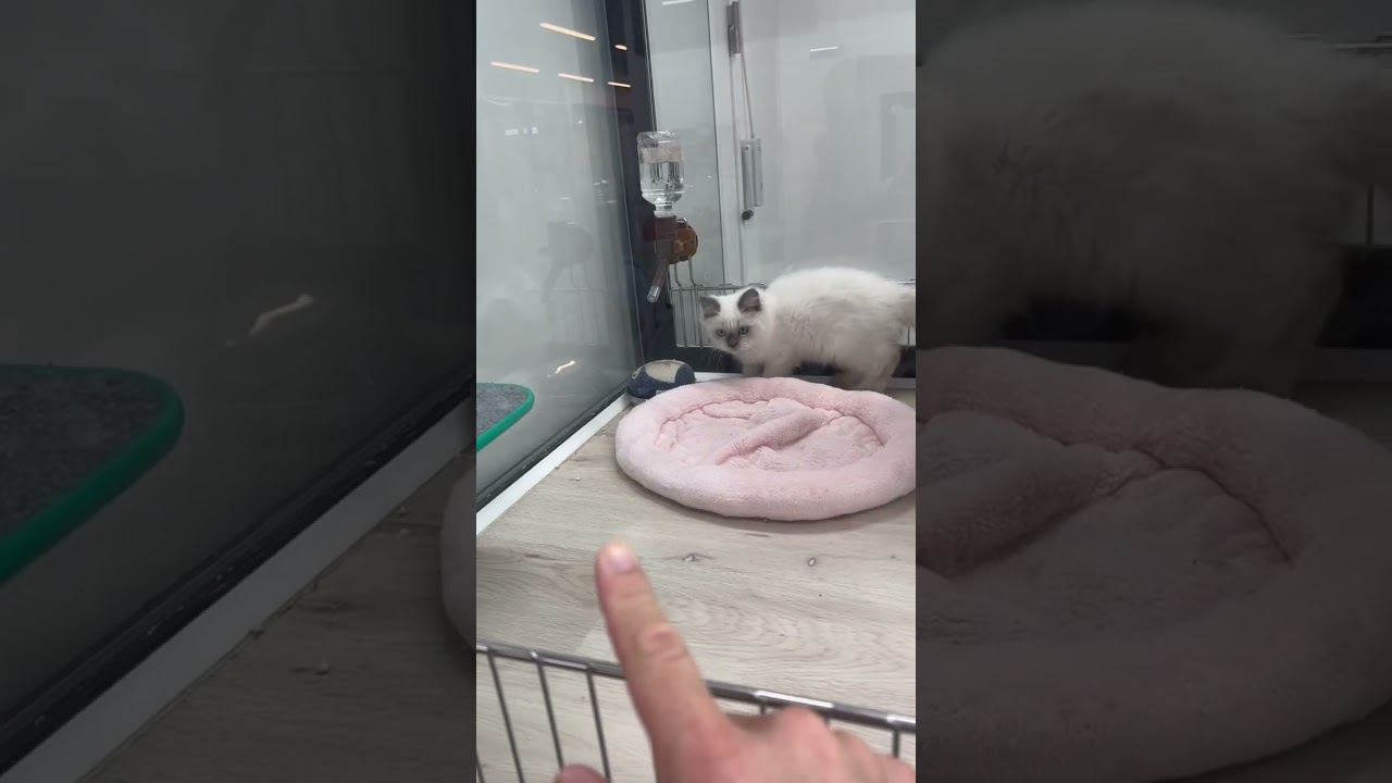 【子猫】ヒマラヤン🐱戯れてる？警戒してる？ #shorts