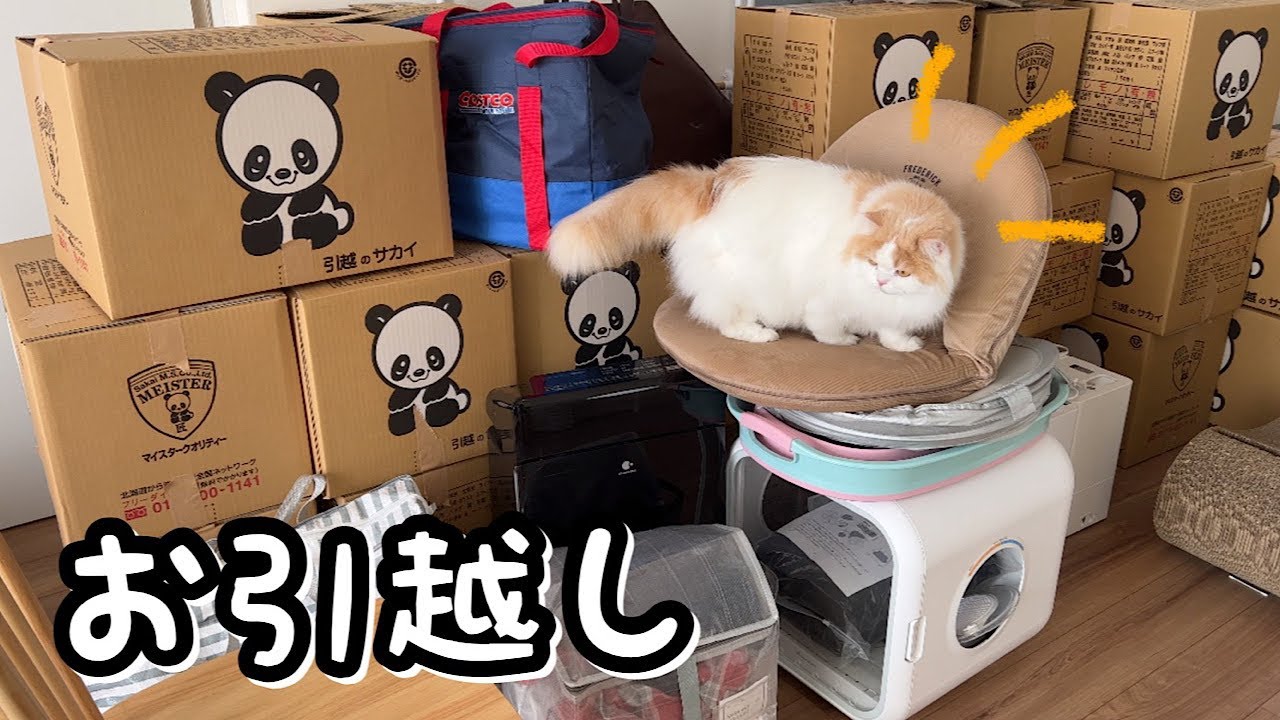 猫とお引越しは大変すぎましたw