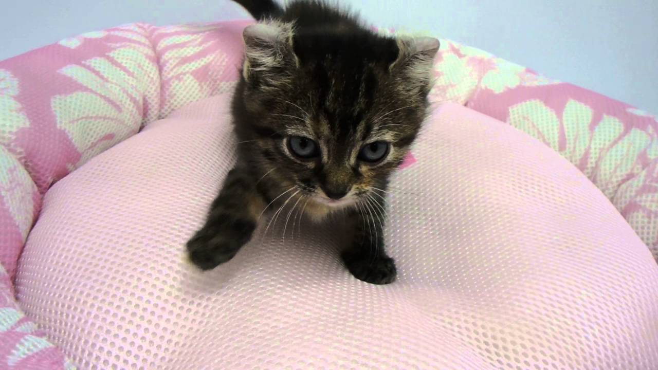 290296 アメリカンカール