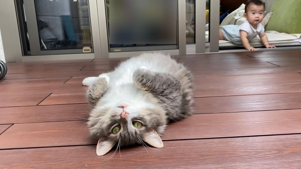 赤ちゃんと一緒に外に出る猫　ノルウェージャンフォレストキャット　ラガマフィンA cat outside with a baby. Norwegian Forest Cat. Ragamuffin.
