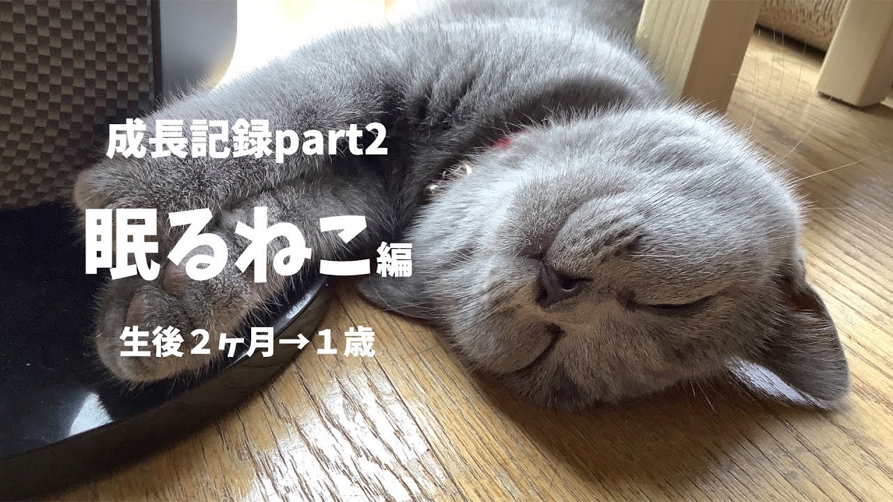眠るねこ【ブリティッシュショートヘア】生後２ヶ月から１歳に寝る子は育つ成長記録 Sleeping cat