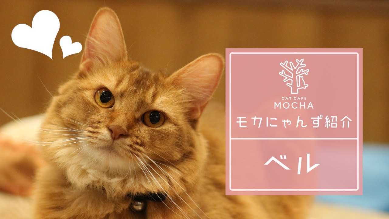 ベル（ソマリ♀）名古屋栄店