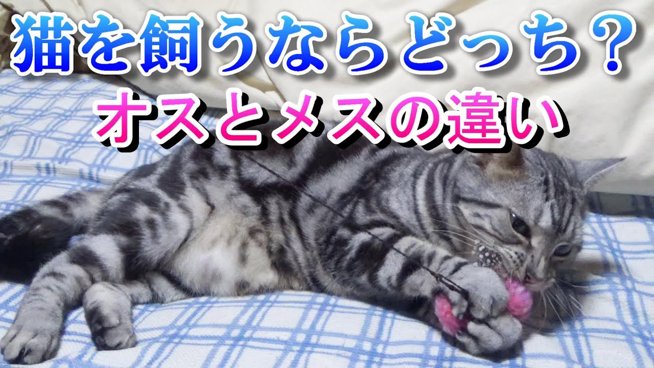 猫を飼うならどっち？オスとメスの違い