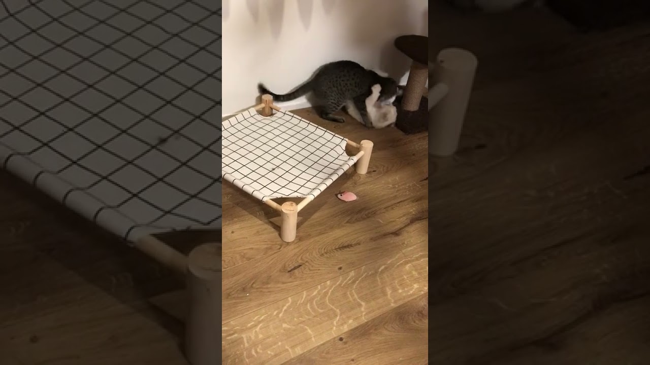 2匹の猫の喧嘩 【エジプシャンマウ】【保護猫】#Shorts / Two Cat Fight!
