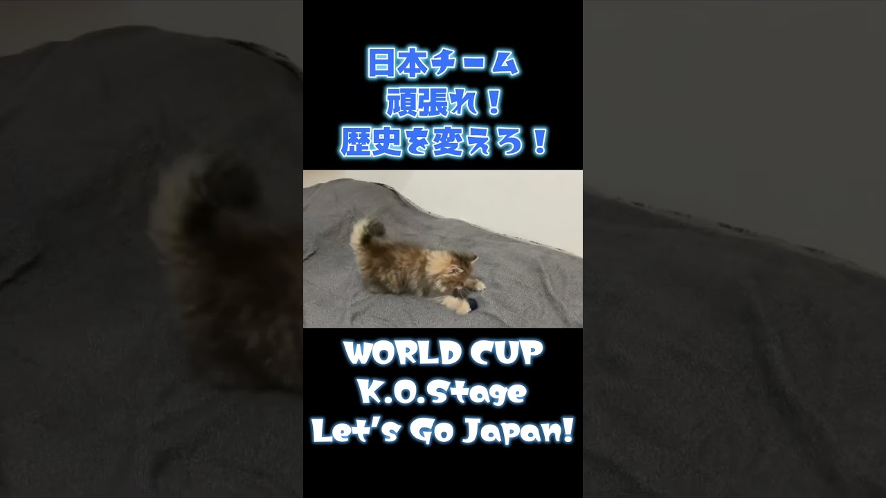 日本応援猫 FIFA WORLDCUP 2022 #shorts