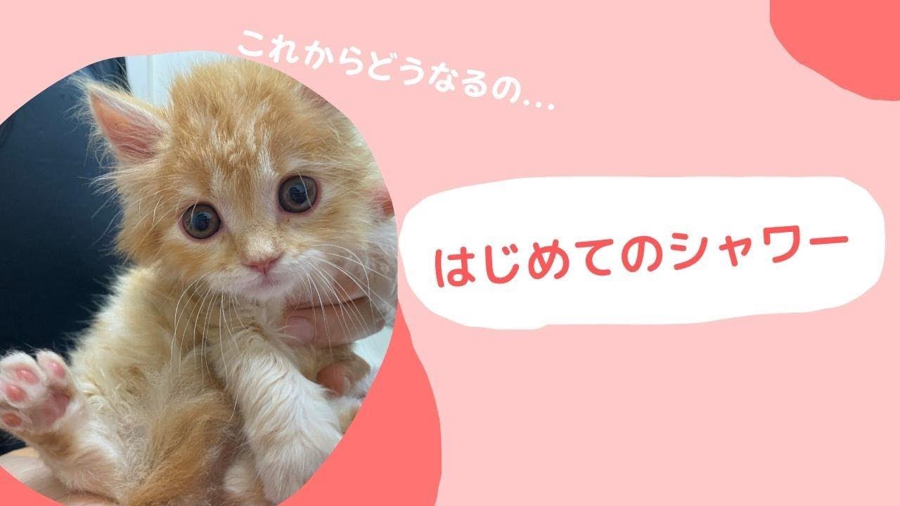 【子猫初めてのお風呂　】生後45日のサイベリアン仔猫の初シャワー♪完全ノーカット版💛