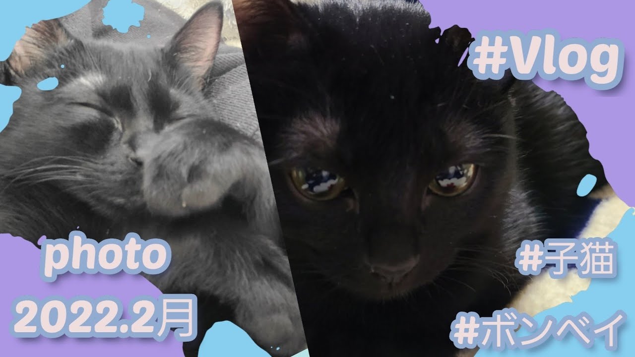 Vlog9【ボンベイ】2月 PHOTO【柊】