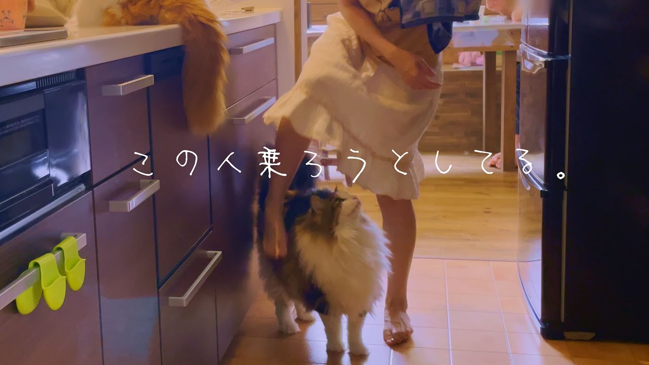 ノルウェージャンフォレストキャット６匹と暮らす休日モーニングルーティン-Holiday morning routine with 6 norwegian forest cats