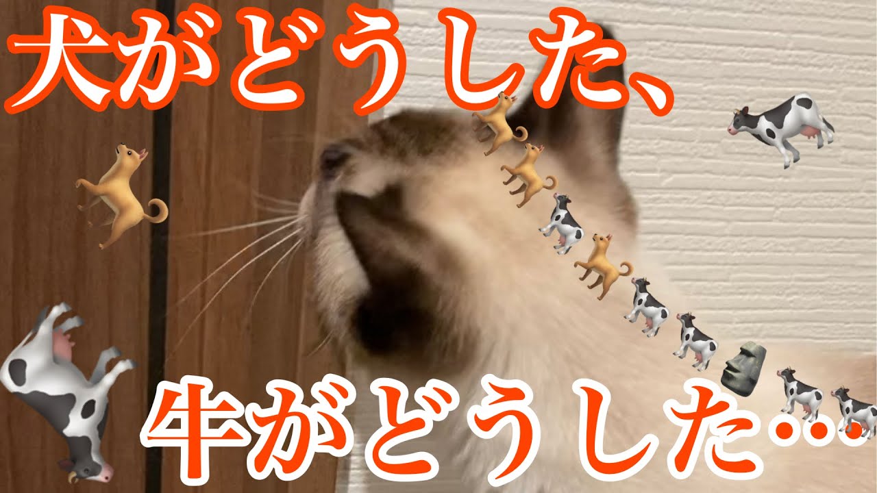 【シャム猫】なんかワーワー騒いでるシャム猫が居るんですけど…。かわいいです