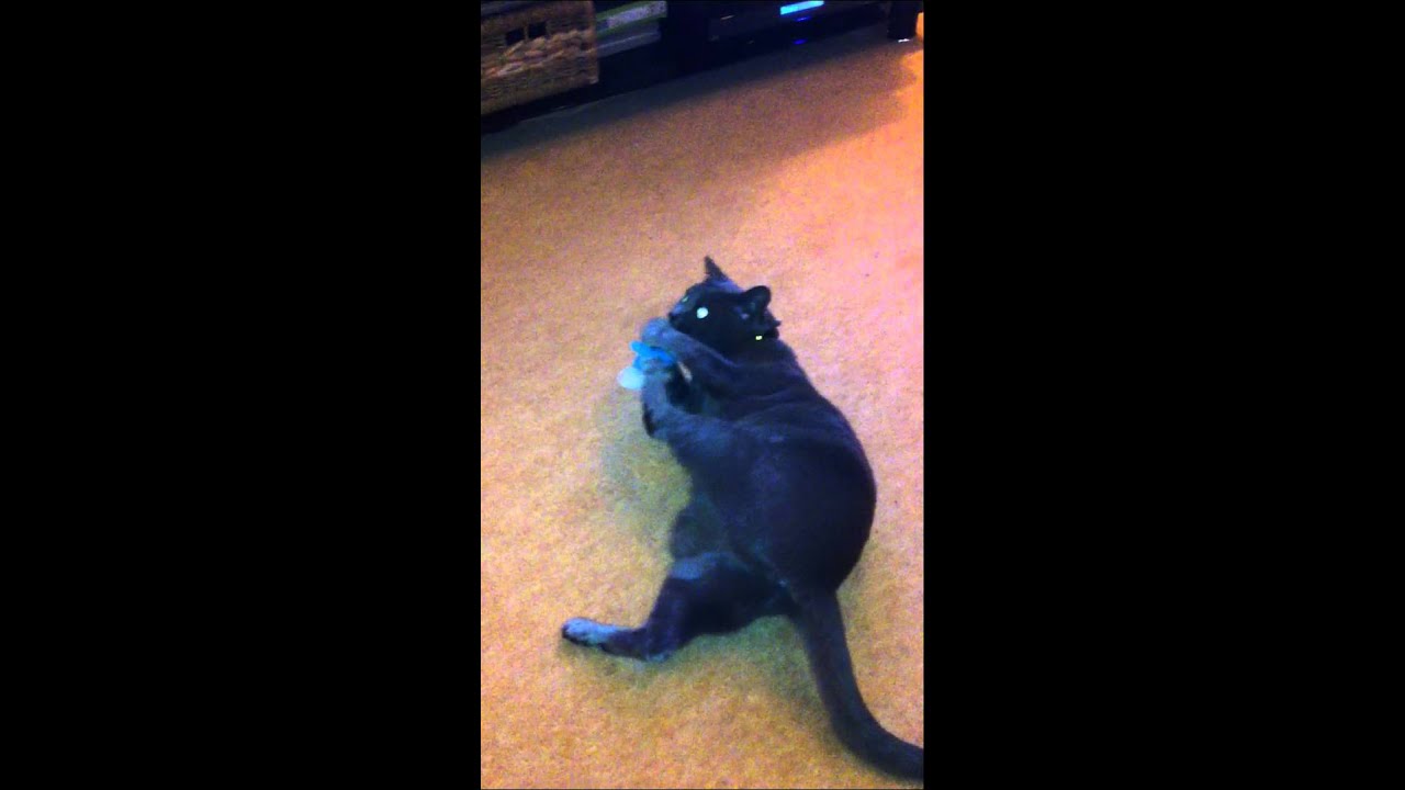 Miso the Korat cat attacks a Smurf.