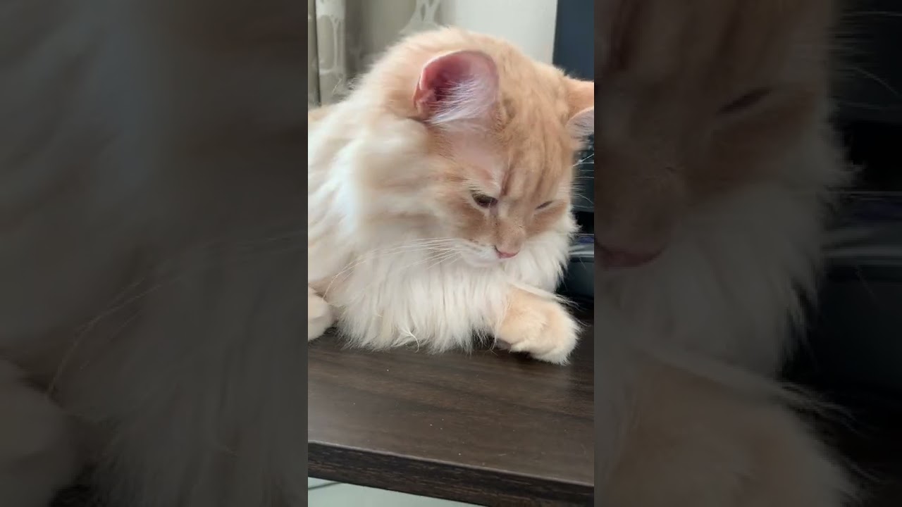 猫飼いも知らない！？猫を元気にする方法【ラガマフィン】