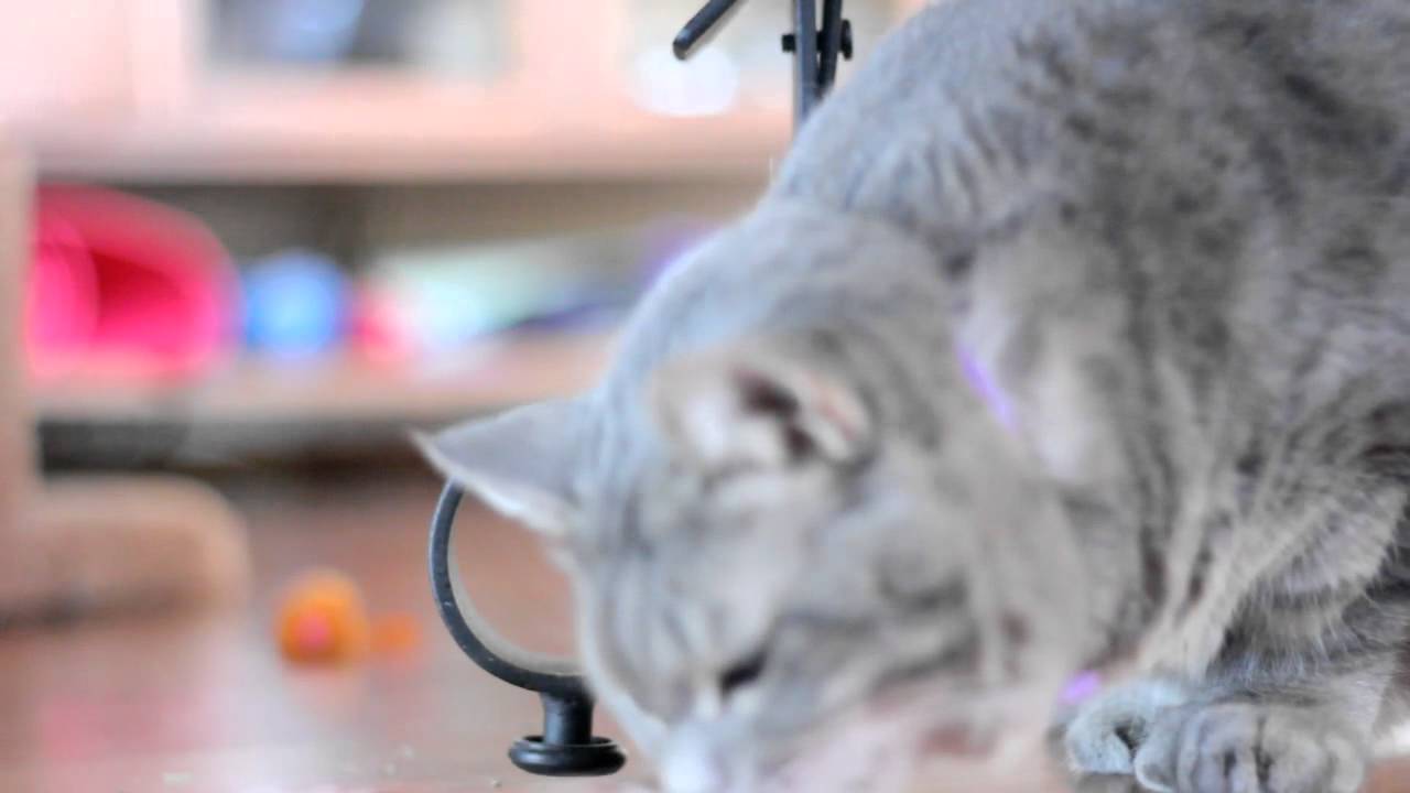 Manx polydactyl kitty wiskas temptations ウィスカス 誘惑  22つま先