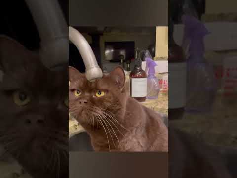 Cute Brown Cat staring at Water drop #viral #animalshorts #cuteshorts #shorts #youtubeshorts