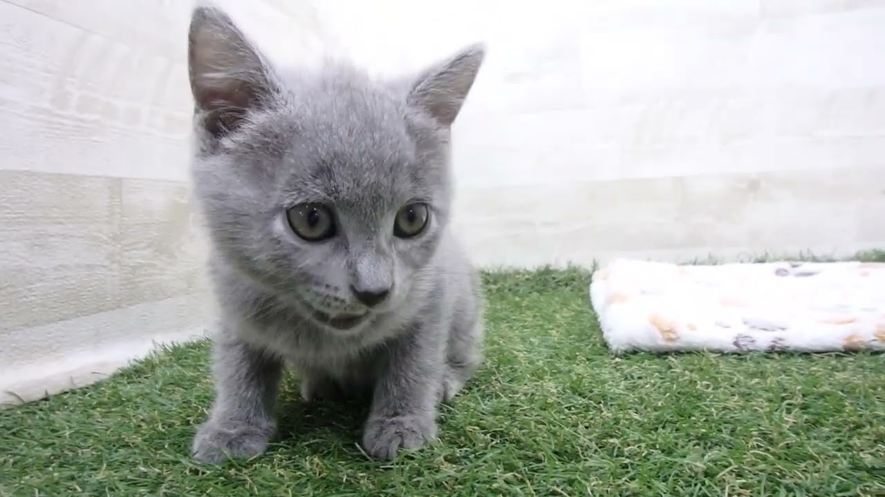 00605197 シャルトリュー