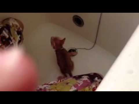 colorzにゃんこ⑥