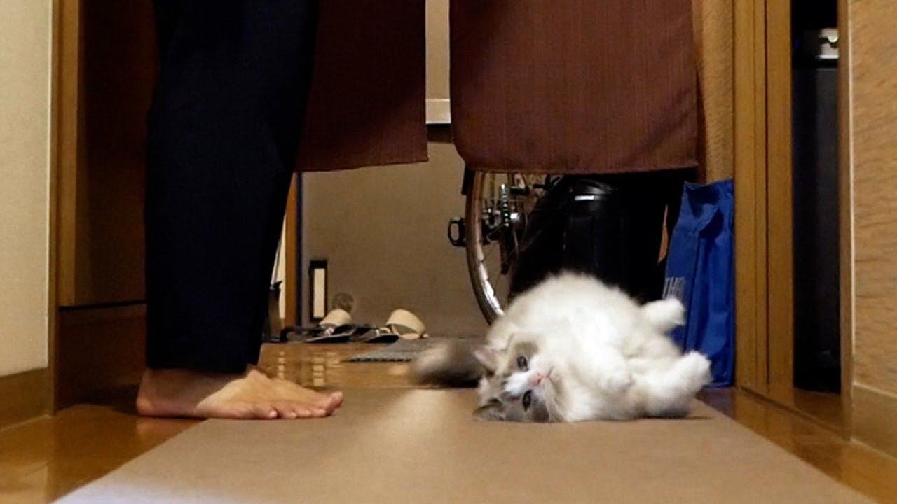 かまって欲しくて飼い主の目の前で倒れる甘えんぼラグドール