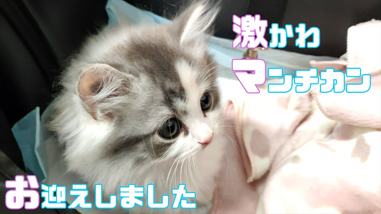 【激かわ】お迎えしたマンチカンの子猫が可愛すぎる