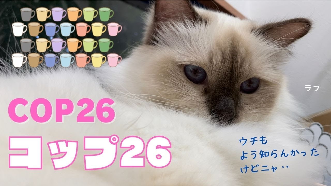 バーマン猫もちょっと気にしている【コップ26】COP26（バーマン猫）Birman/Cat