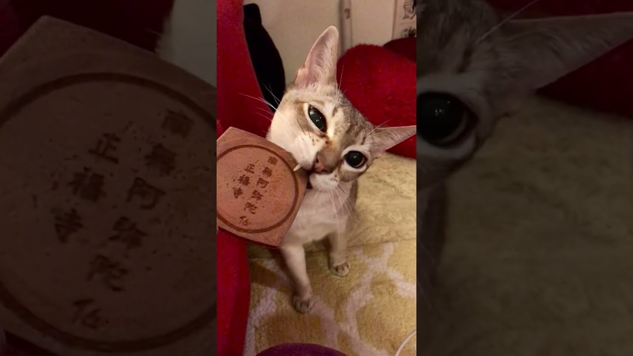 お菓子が食べたいシンガプーラなのにゃ♪