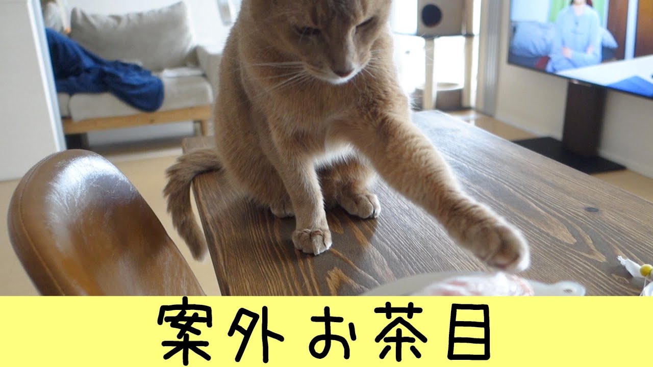 案外お茶目な甘えん坊アビシニアン（猫・フォーン）（Abyssinian cat）