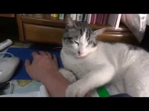 勉強の邪魔をしてくるボブテイル猫　Japanese Bobtail cat disturbs my studies