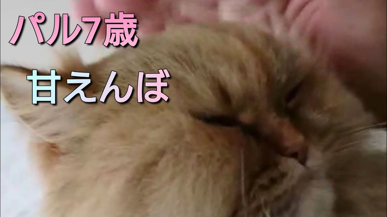 なでなで甘えんぼな【アメリカンカール】