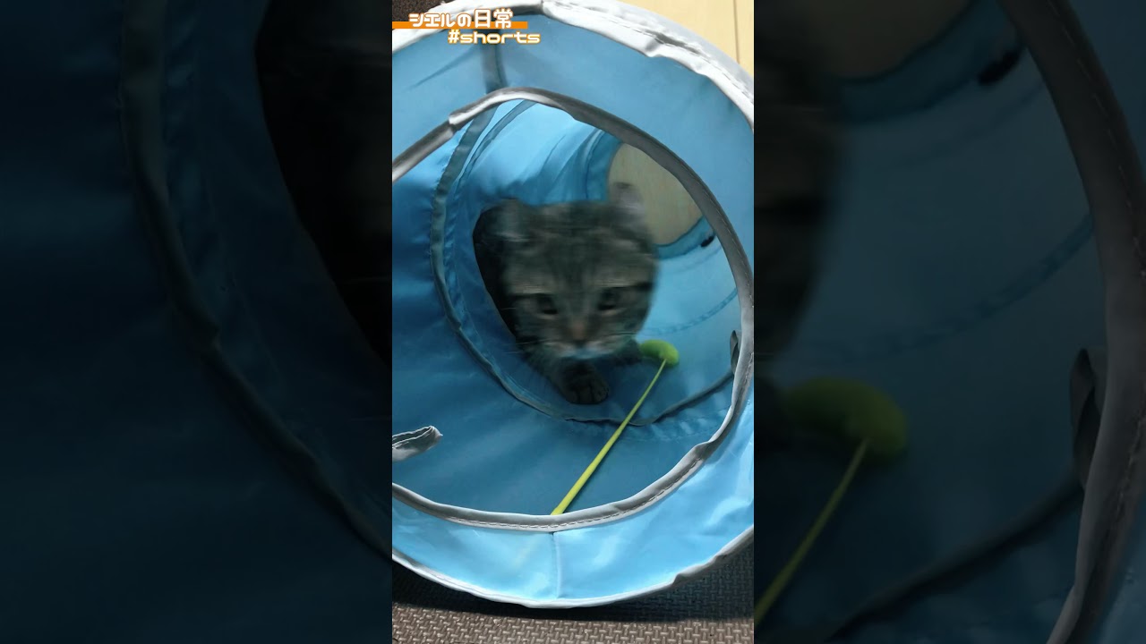 トンネルで遊ぶシエル君　/キンカロー　マンチカン×アメリカンカール　#Shorts