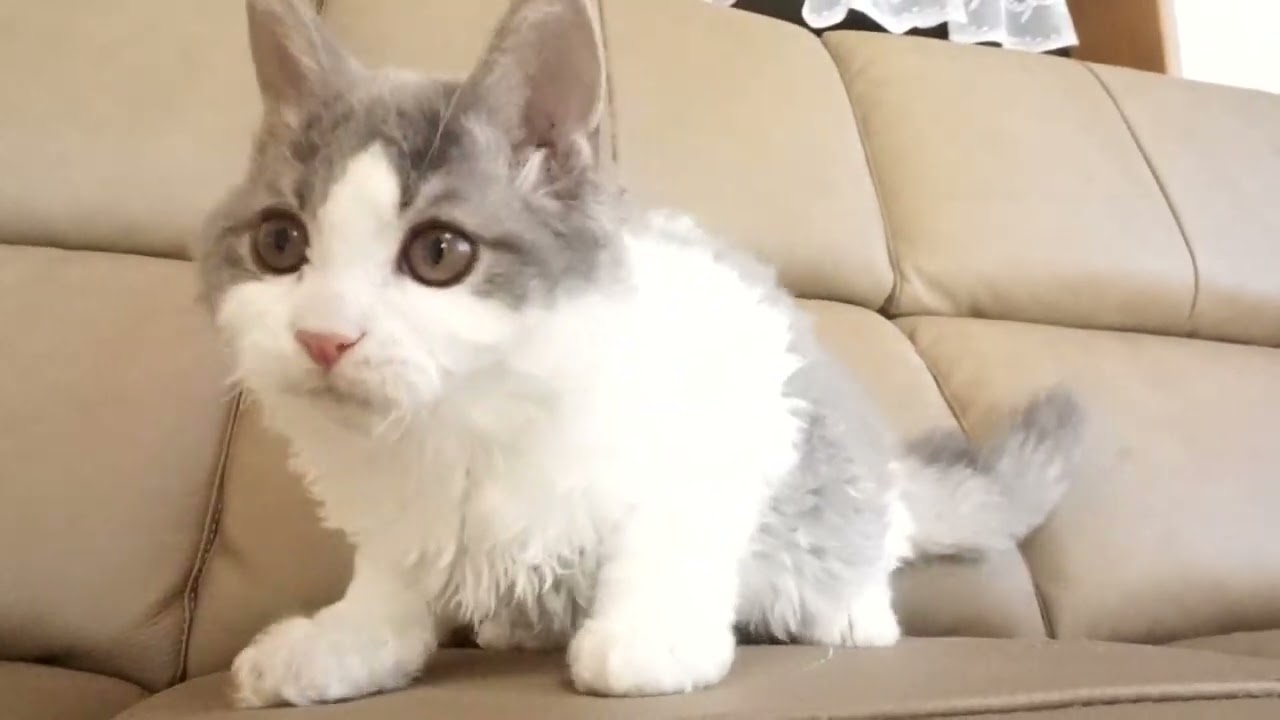 セルカークレックス子猫　2022.７.23産まれ　ブルー＆ホワイト　男の子　シーダキャット猫のお店