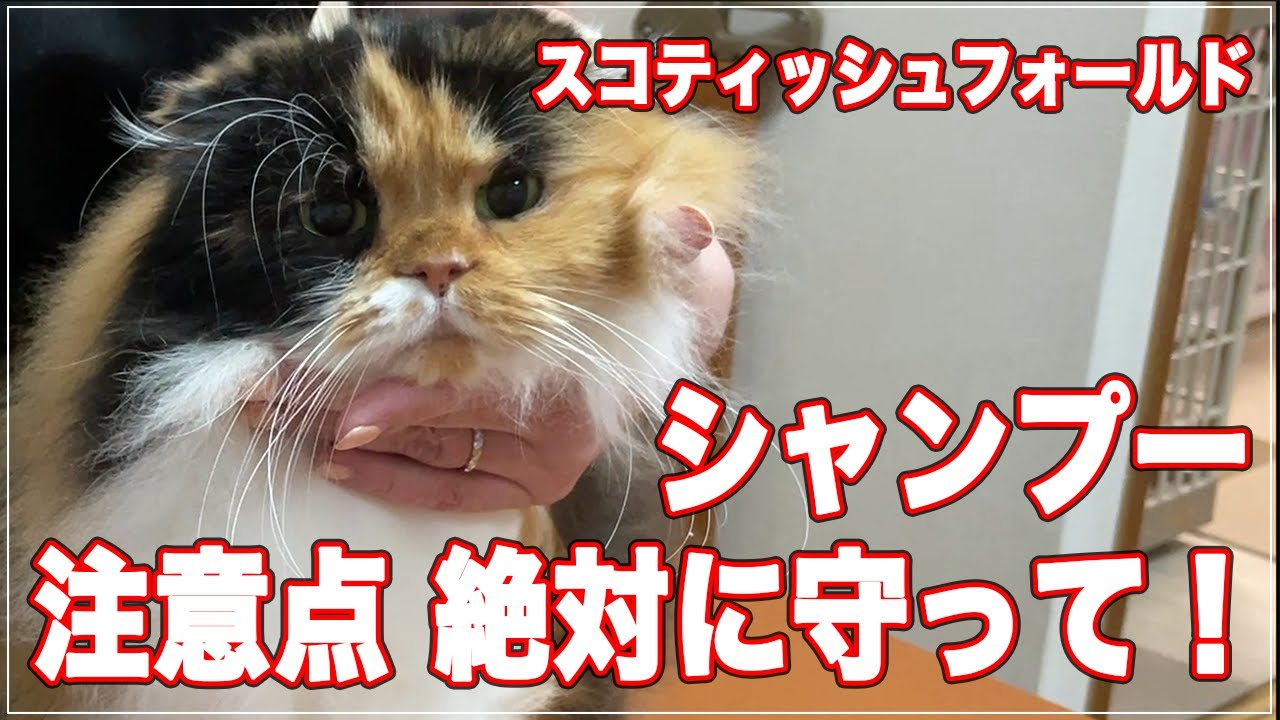 【スコティッシュフォールド】シャンプーで絶対に守って欲しい注意点！【折れ耳かわいい】