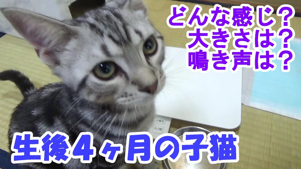生後４ヶ月の子猫！体重、鳴き声、どんな感じ～？ (アメリカンショートヘア)