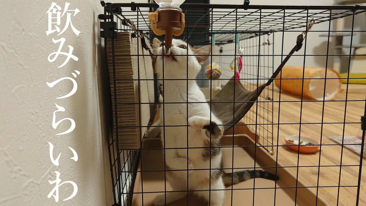 さすがに飲みずらいわ！と子猫に怒られたので給水器交換しました…汗