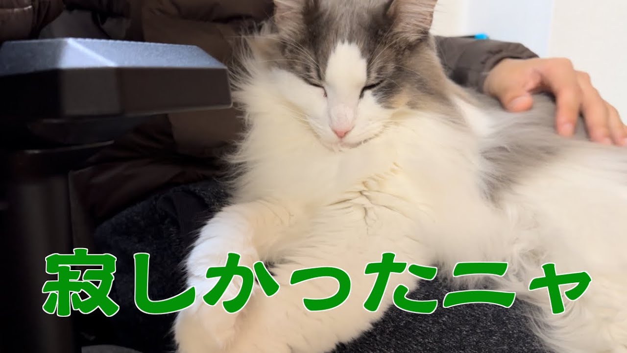 1週間ぶりにライムと再会しました【メインクーン】