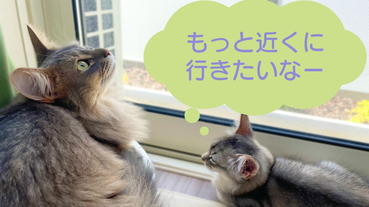 【ソマリ】ルークはお姉ちゃんが大好きなようです