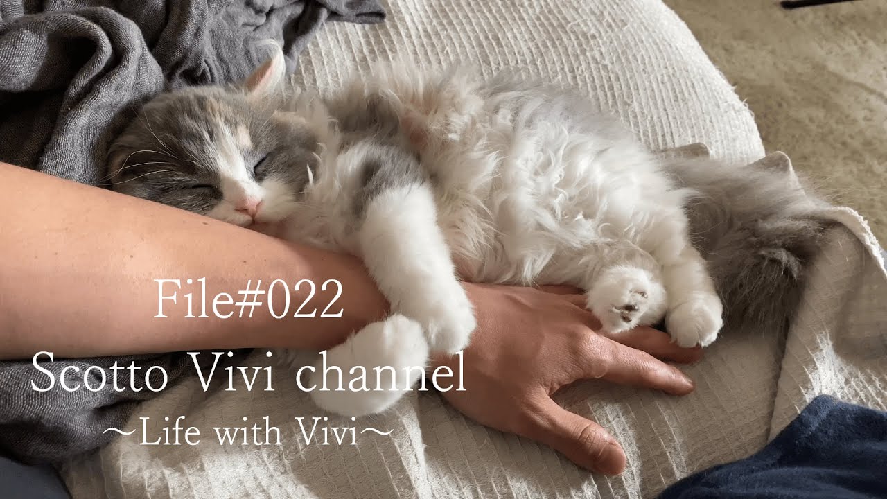 File#022～長毛スコティッシュフォールドの遊びからの寝落ち～ Life with cat