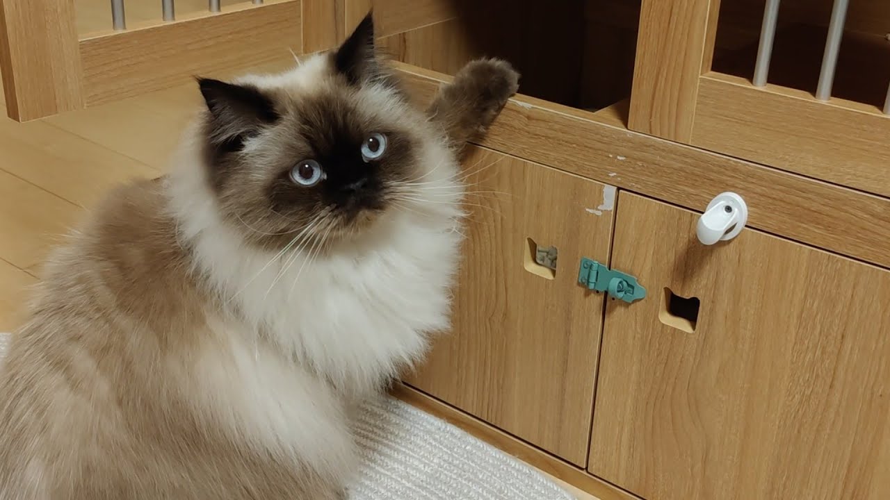 【ヒマラヤン】ごはんの催促をする猫【鳴き声】