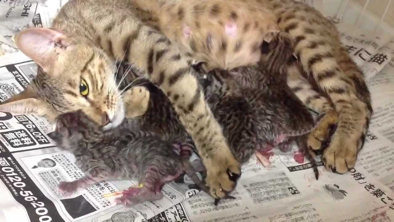 オシキャット☆アンジェリカ、出産直後
