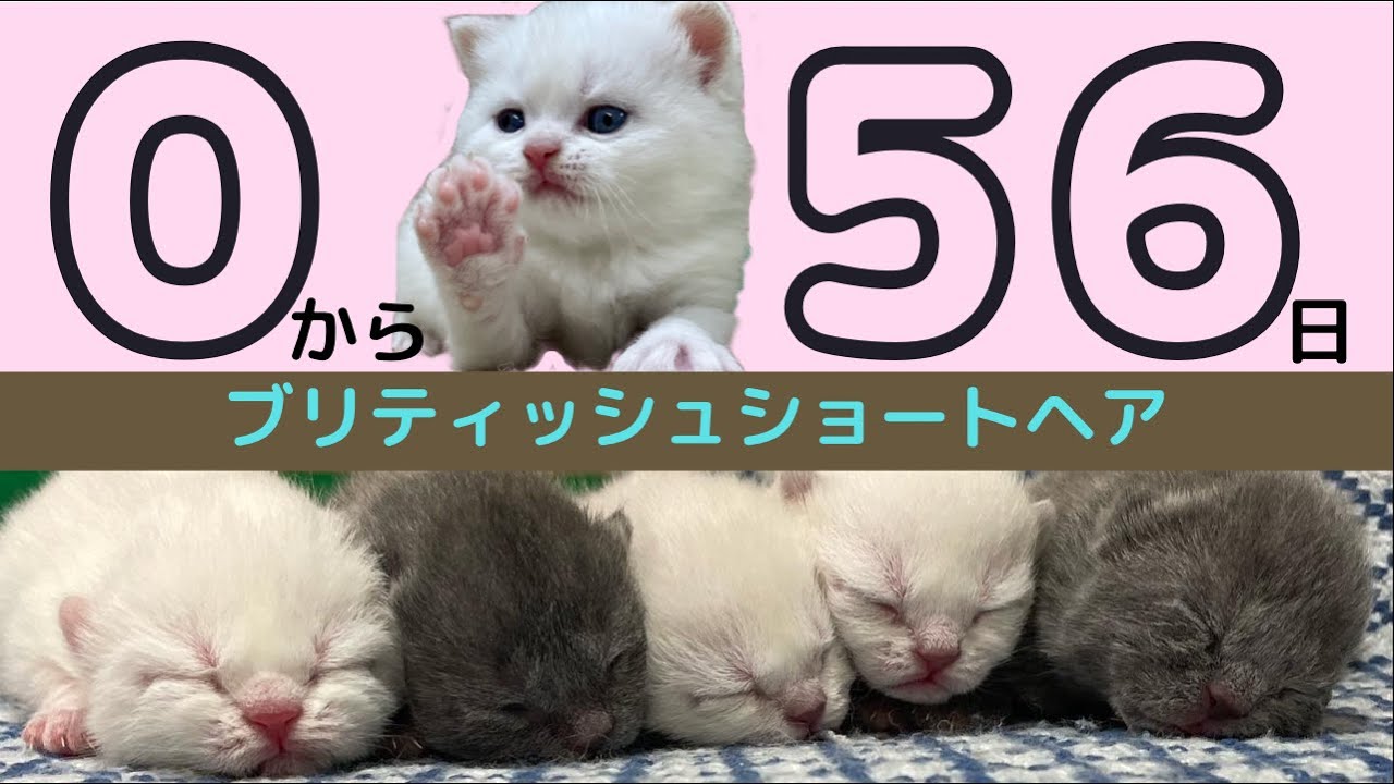 【ブリティッシュショートヘア】産まれてから2ヶ月頃までの成長過程を駆け足でつないでみました【仮名ウィンくん】