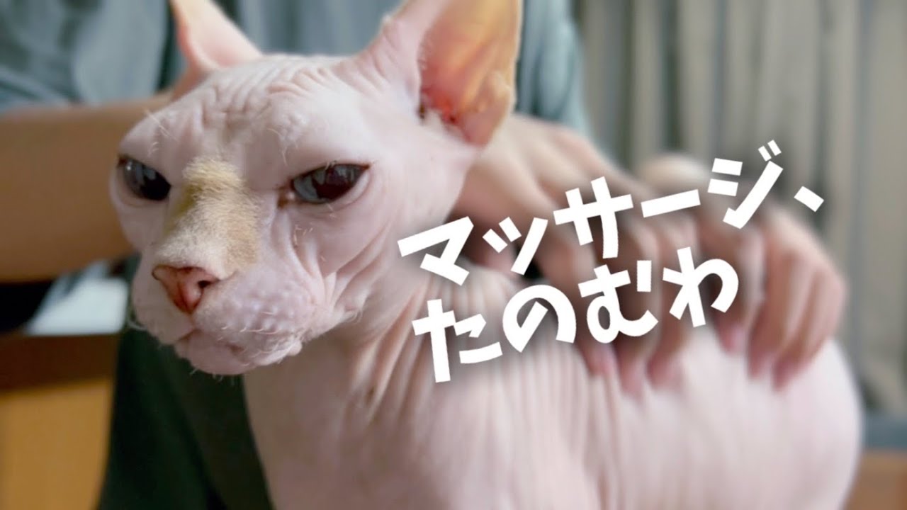 飼い主にマッサージさせるスフィンクス猫のまんざらでもない様子...