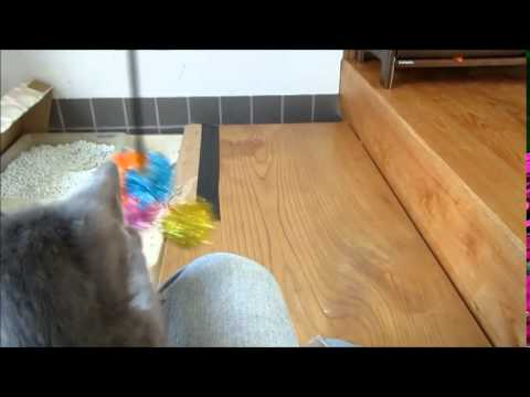 コラット猫（ミックス）雌-0.5歳-08・22-9・20-1