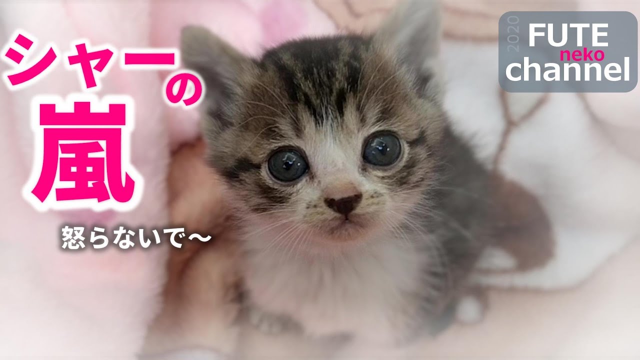 【生後20日目】激おこ子猫達の一斉放射。シャーの嵐です。最後におまけあり【保護子猫】