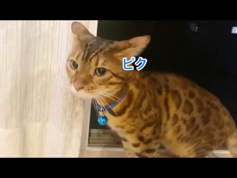 イナズマに打たれたベンガル猫⚡ #shorts