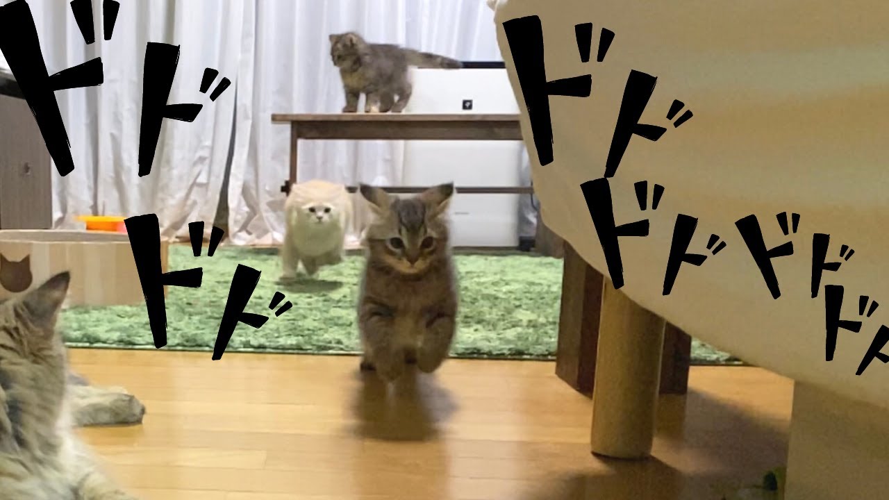 サイベリアンの子猫達による夜中の運動会！【多頭飼い】