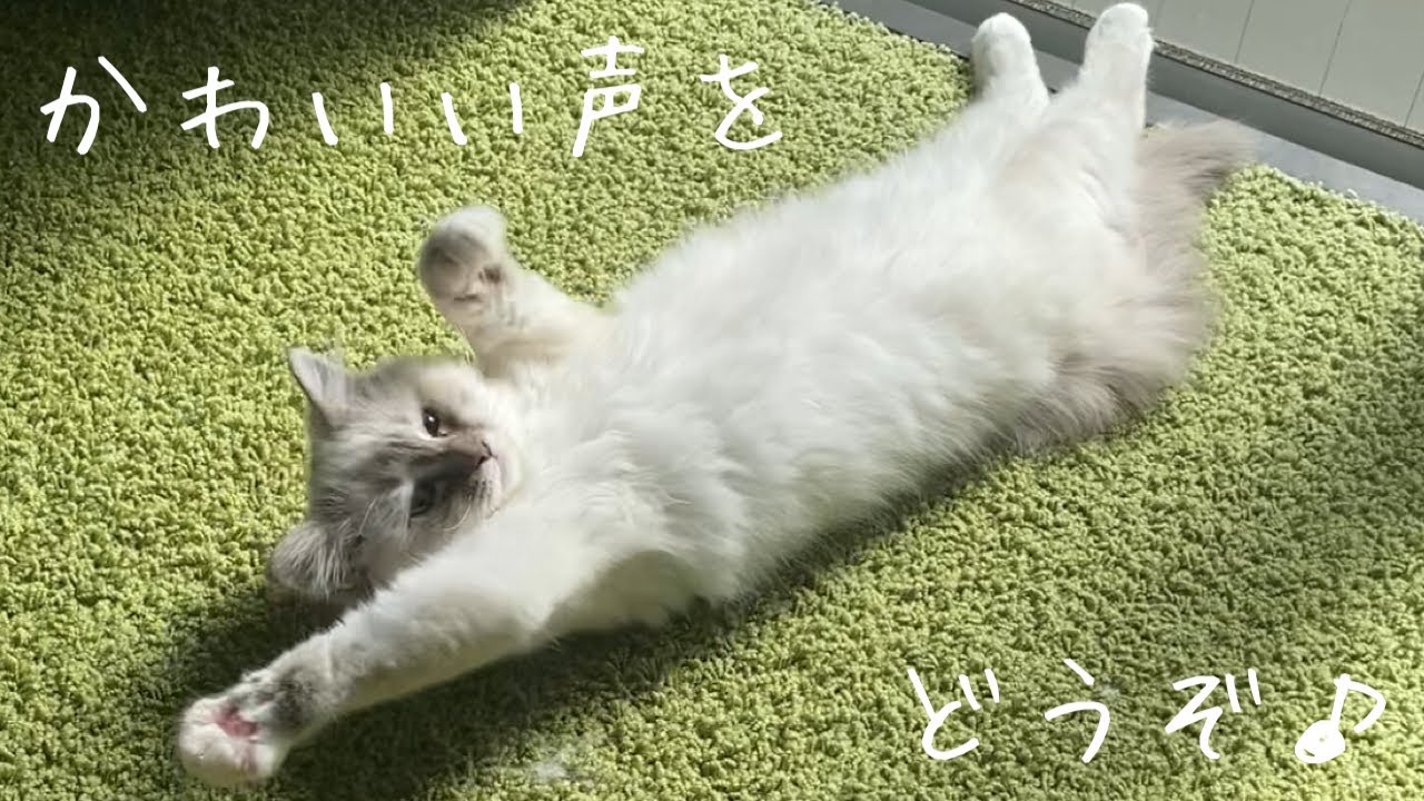 【バーマン】かわいい声をどうぞ♪#バーマン #子猫 #猫 #シロル