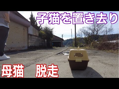 子猫を置き去りにして、元野良猫シャムちゃん脱走。左手のない野良猫のキセキ　#保護猫  #こねこ  #cat  #kitten  #癒し  #ねこ