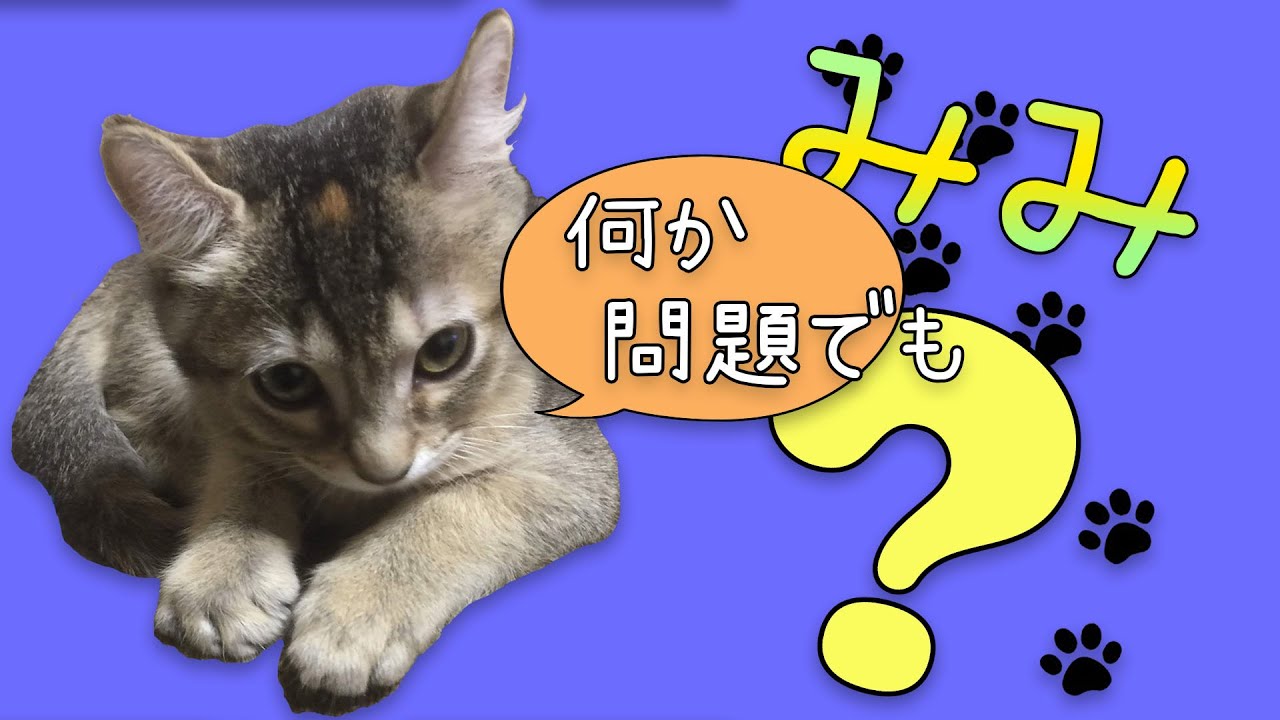 うちの猫【アメリカンカール】の耳は？