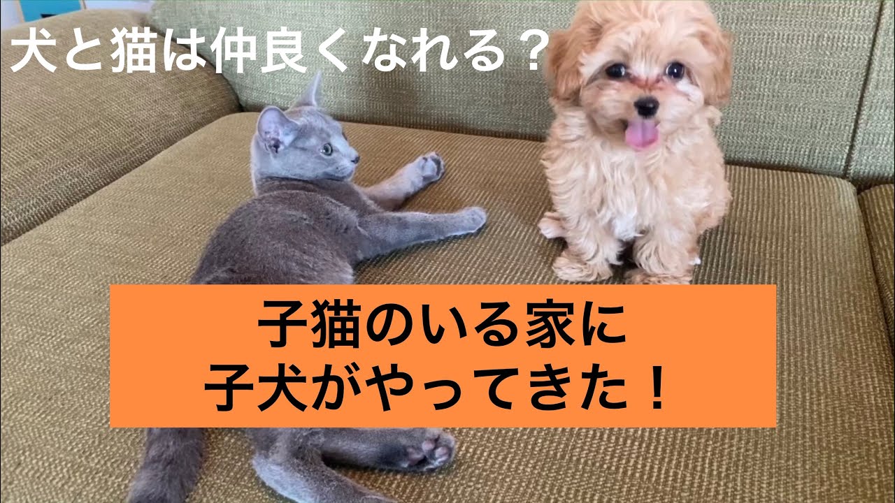 犬と猫は仲良くなれるのか！？【ロシアンブルーとマルプーの出会い　初日】